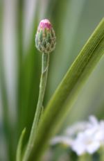 Pink Wildflower Bud In Yucca